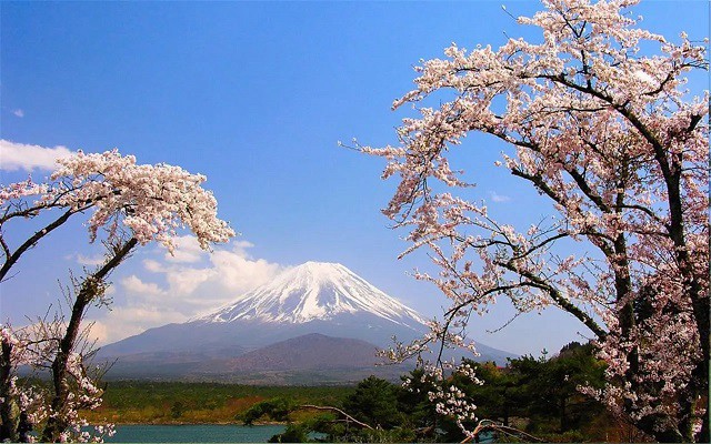 马斯克称日本或最终将不复存在 网友：马斯克生育能力惊人！