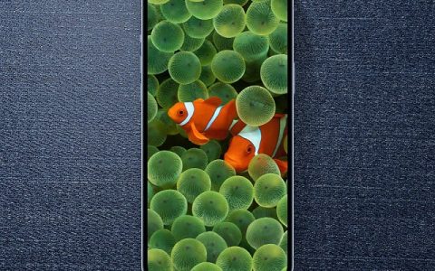 苹果小丑鱼壁纸来了 iphone小丑鱼壁纸原图高清下载