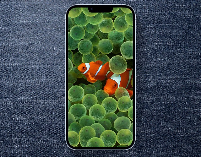苹果小丑鱼壁纸来了 iphone小丑鱼壁纸原图高清下载